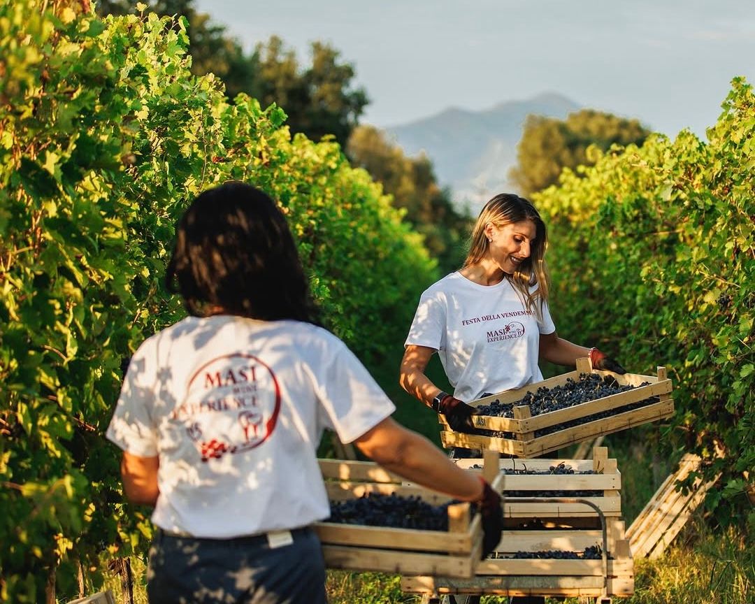 Vendemmia_Masi
