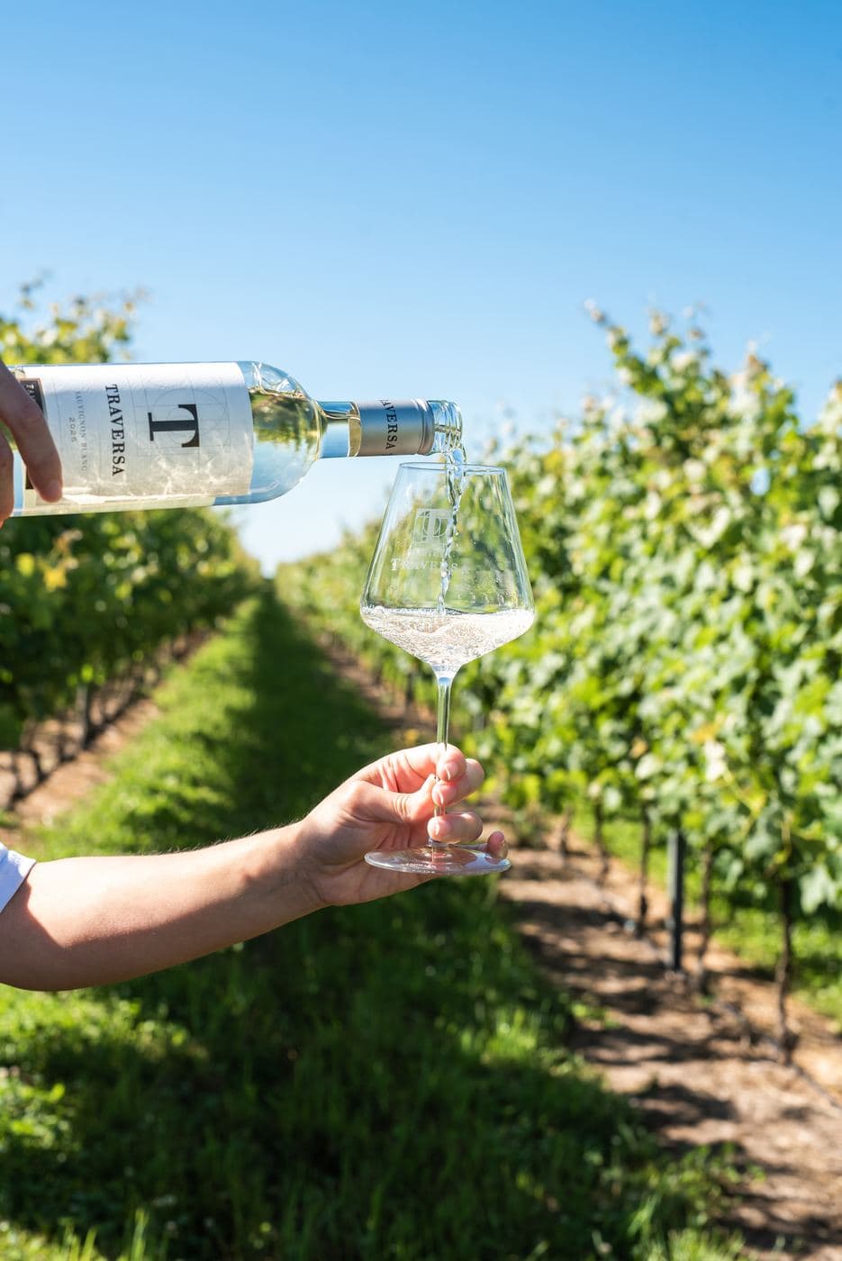 Sirviendo una copa de Sauvignon Blanc Traversa en el viñedo